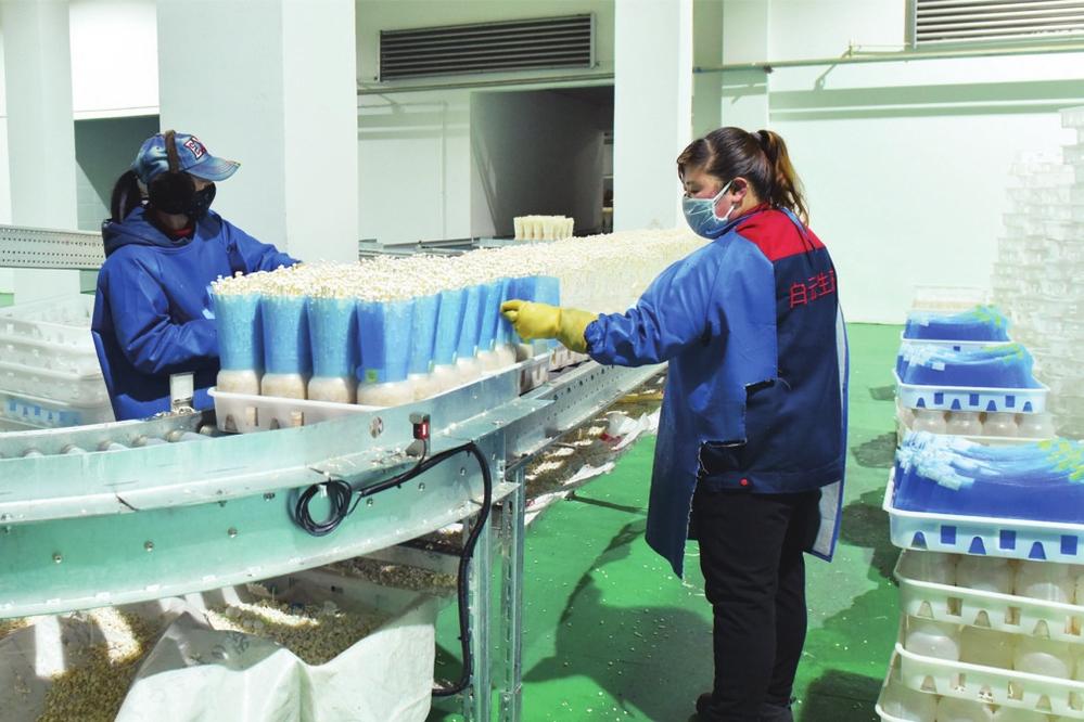 吉林省白云生态食品有限责任公司工作人员在摘除包菇片