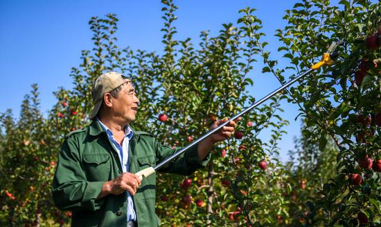 10月8日，果农在吉林省永吉县西阳镇马鞍山村的果园内采摘苹果。