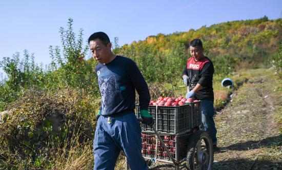 10月8日，果农在吉林省永吉县西阳镇马鞍山村的果园内搬运苹果。