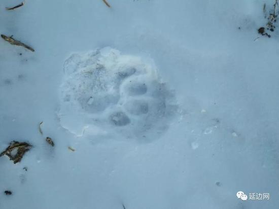 内河林场发现的东北虎足迹