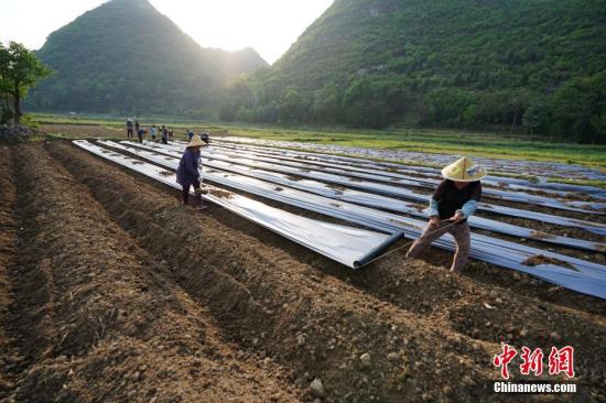 资料图:农民在田间铺地膜。中新社记者 贺俊怡 摄