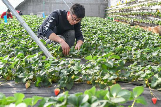 3月18日，在梨树县六之维农民种植专业合作社，农民在修剪草莓秧。