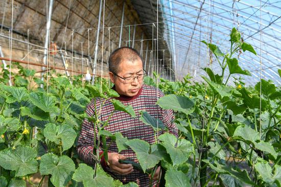 3月19日,在梨树县盛园蔬菜种植养殖专业合作社,农民在查看黄瓜长势。