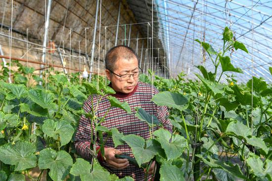 3月19日，在梨树县盛园蔬菜种植养殖专业合作社，农民在查看黄瓜长势。