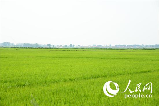 吉林省榆树市绿色高品质稻示范区。 (人民网李洋摄)(资料图片)