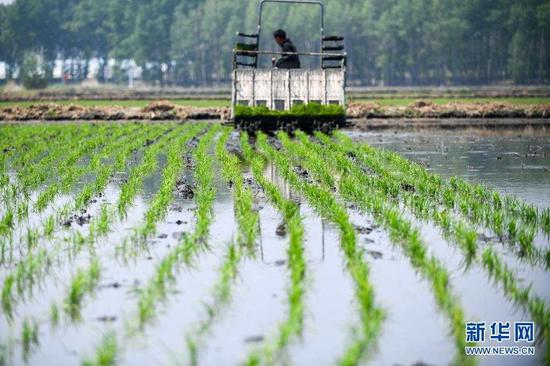 5月17日，镇赉县大屯镇的农民驾驶农机在田间插秧。