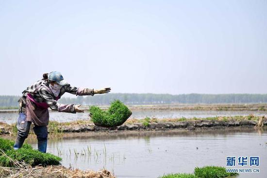 5月17日，镇赉县大屯镇的农民准备插秧。