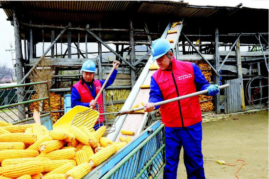国网通化供电公司开展助农丰收主题系列活动。这是该公司志愿者帮助贫困户将收获的玉米送入粮仓。