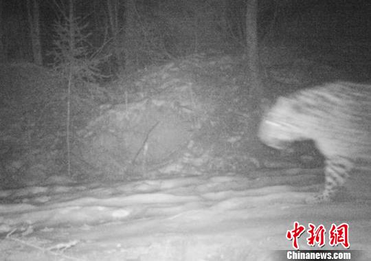 吉林天桥岭首次拍摄到野生东北豹实体影像。天桥岭分局供图