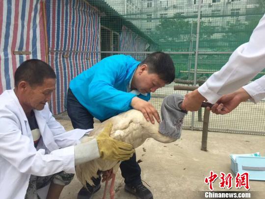 资料图:江西省野生动植物救护繁育中心给“落单”白鹤“爱爱”安装卫星追踪器。 谢元森 摄