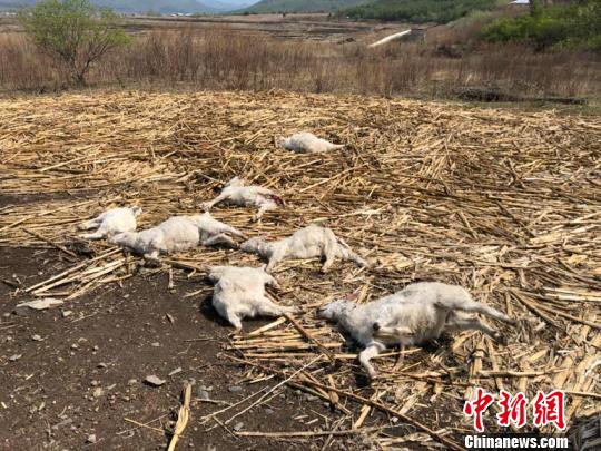 这些山羊致死部位位于颈部,被吃部位是臀部。东北虎豹国家公园管理局供图