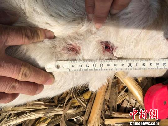 专家根据测量羊尸体颈部咬痕初步判断肇事野生动物为东北豹。东北虎豹国家公园管理局供图