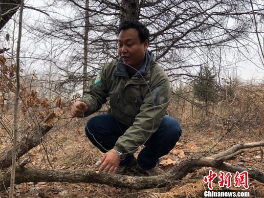 巡护人员清理猎套 郭佳 摄