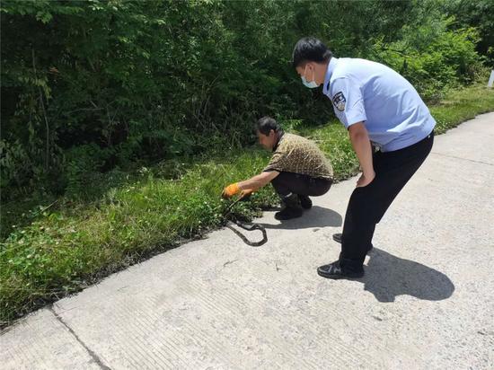松花蛇误闯居民家民警将其放生野外