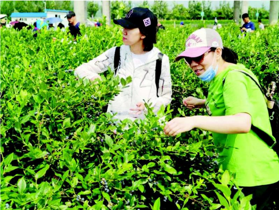 采摘蓝莓的游客,感受生活的美好