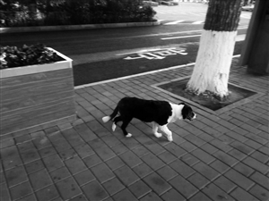 徐大爷丢失的爱犬。 读者供图