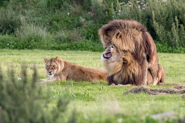 英国两头雄狮同性交配 母狮一旁看热闹