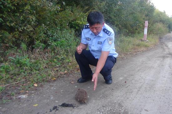 民警将刺猬放归大自然—摄影 武长江