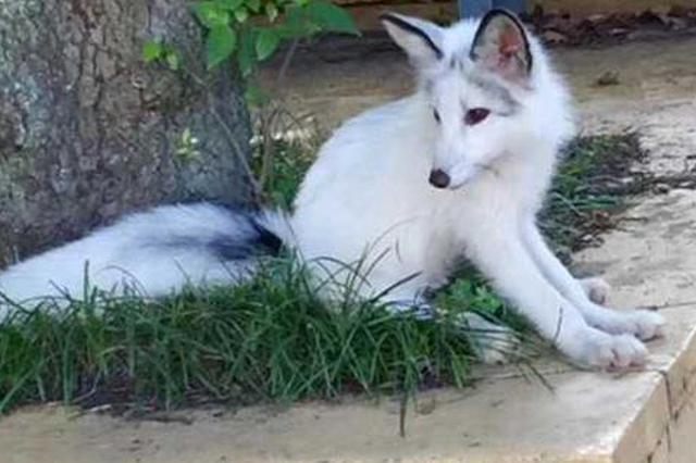 武汉大学小白狐图片