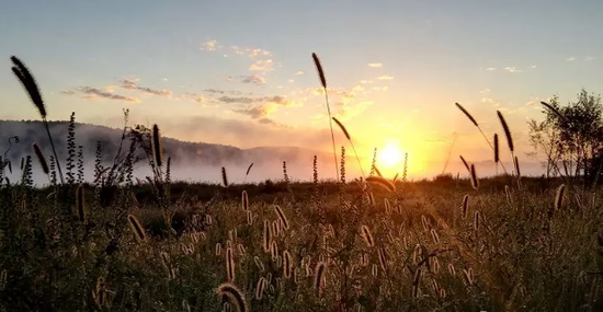 王铁茗一行调研新湖镇乡村振兴战略推进情况