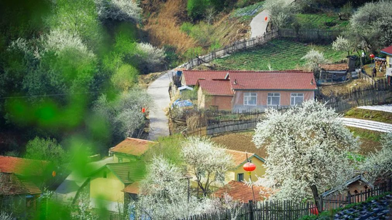 图片来源:松岭雪村