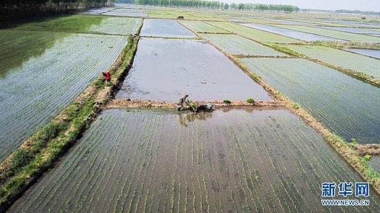 5月17日,镇赉县大屯镇的农民在田间插秧(无人机照片)。
