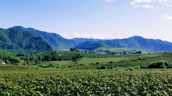 鸭绿江河谷产区通天酒业万亩山葡萄种植基地。