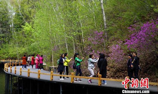 5月正值野生杜鹃花花季,大量游人慕名前来观赏。 魏静 摄