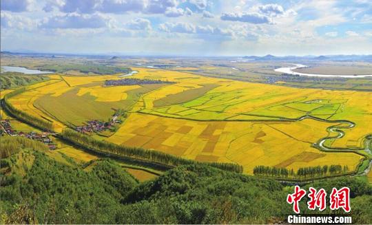 吉林舒兰的稻田(资料图) 王志苏 摄