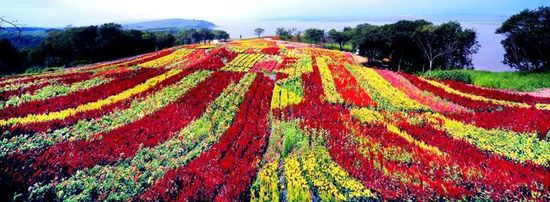 蛟河富江花海