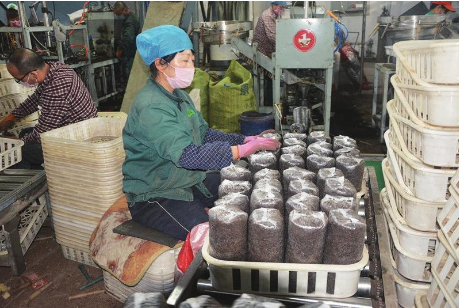 黄松甸人口_蛟河黄松甸灵芝图