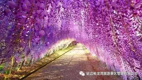 紫萝藤隧道