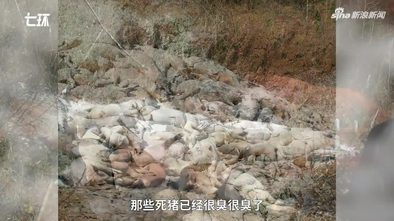景德鎮(zhèn)一養(yǎng)豬場(chǎng)大批死豬 村民稱整改一個(gè)月未解決