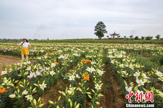 江西都昌七彩百合花盛放醉游人