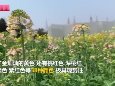#江西一高校团队培育38色油菜花#