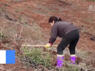 春雨绵绵润万物 江西各地忙造林