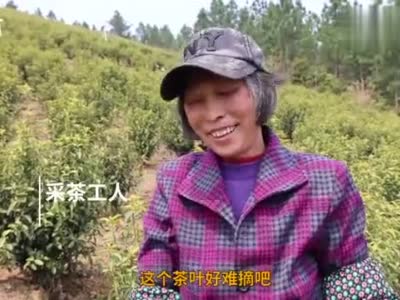  Taihe Spring Tea Fragrant Tea Picking Villagers Earn "Extra Money" in Early Spring