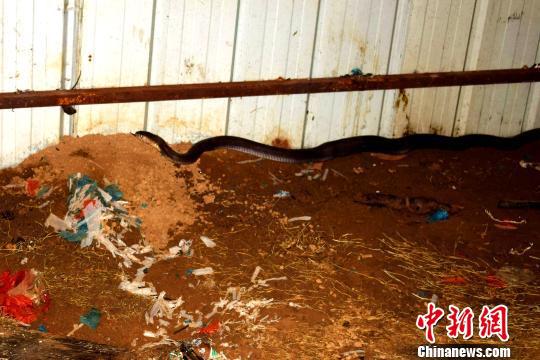图为藏在工棚内的眼镜王蛇 解雄波 摄