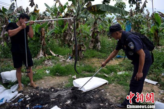 图为民警将眼镜王蛇擒获 解雄波 摄