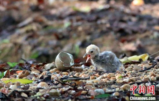 图为刚破壳而出的蓑羽鹤宝宝。　余会功 摄