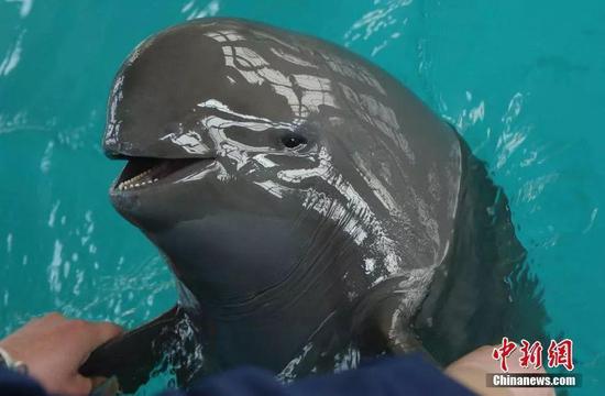 小江豚母亲“福七” 中科院水生所供图
