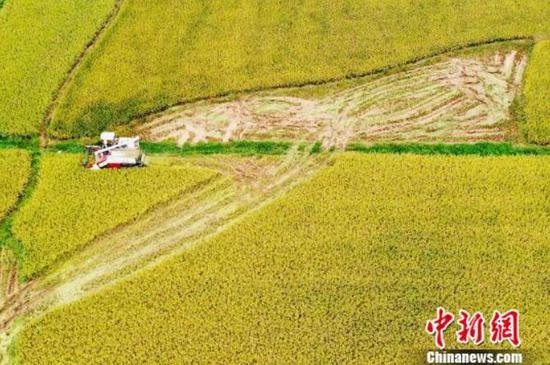 航拍江西省新余市罗坊镇早稻收割画面。(资料图) 刘占昆 摄