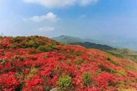 期待了一年的赣州杜鹃花盛宴，终于要来临啦！