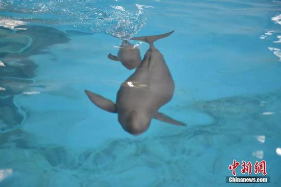 小江豚和小江豚母亲“福七” 中科院水生所供图