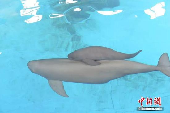 小江豚和小江豚母亲“福七” 中科院水生所供图