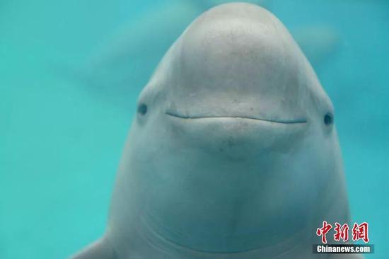 小江豚母亲“福七” 中科院水生所供图