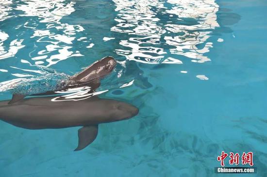 小江豚和小江豚母亲“福七” 中科院水生所供图