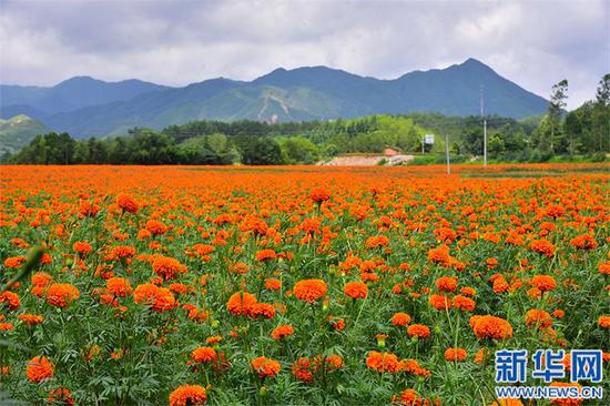 百亩万寿菊“花海”迎风绽放。（新华网发 廖翠霞摄）