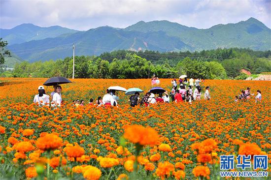 百亩万寿菊“花海”迎风绽放，吸引了众多游客前来打卡赏花。（新华网发 廖翠霞摄）