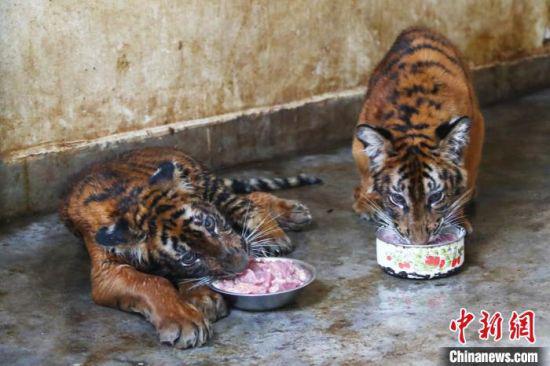 图为一对7个月大的“龙凤胎”华南虎幼崽正在品食新鲜的精肉。 刘占昆 摄